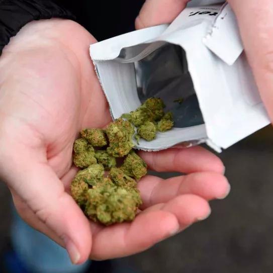 La legalización del cannabis no aumenta los casos de psicosis según la Asociación Médica Americana 