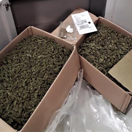 Detenidos por importar 12 kg de cogollos sin importar su contenido de THC