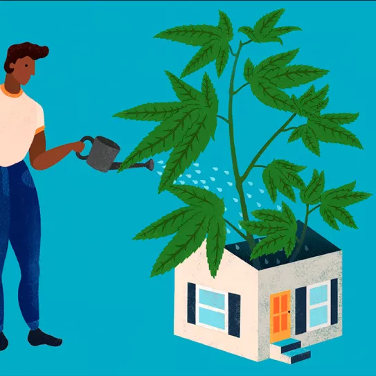 Cuántas plantas de maría puedo cultivar en mi casa