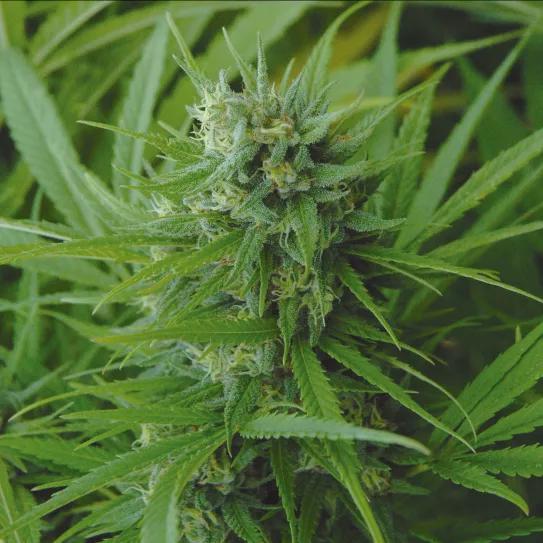 Las plantas cultivadas de forma realmente orgánica suelen estar muy sanas y vigorosas. 