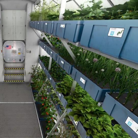 Van a cultivar cáñamo en la Estación Espacial Internacional 