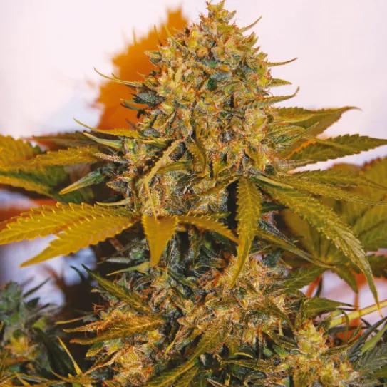 Northern Light x Big Bud Ryder 