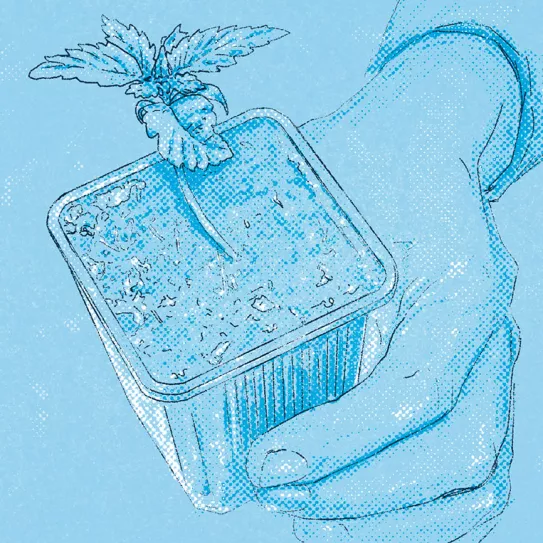 ¿Cómo selecciono la mejor planta madre? 