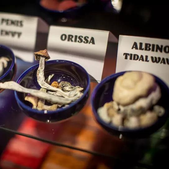 La venta de hongos alucinógenos prolifera en EE UU y Canadá 