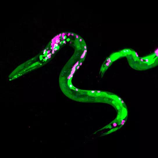 Los gusanos también prefieren la comida calórica si están colocados de cannabinoides 