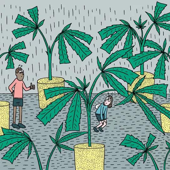 Sacar nuestros propios esquejes en diez pasos