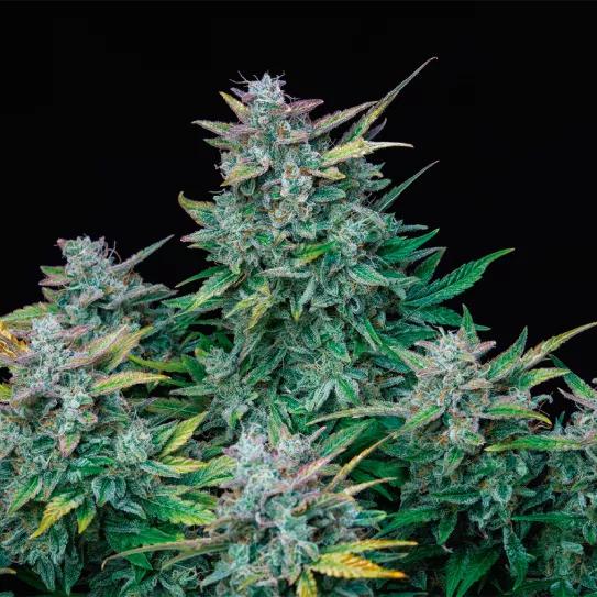 Buddha Auto Amnesia: sativa estimulante de alto rendimiento