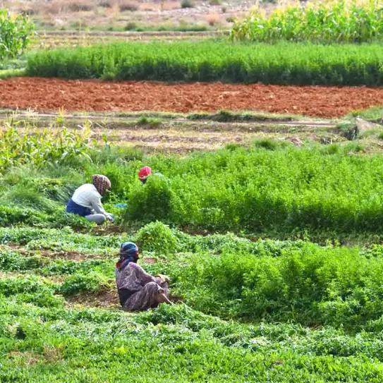 Los agricultores del cannabis en Marruecos siguen desconfiando de la legalización 