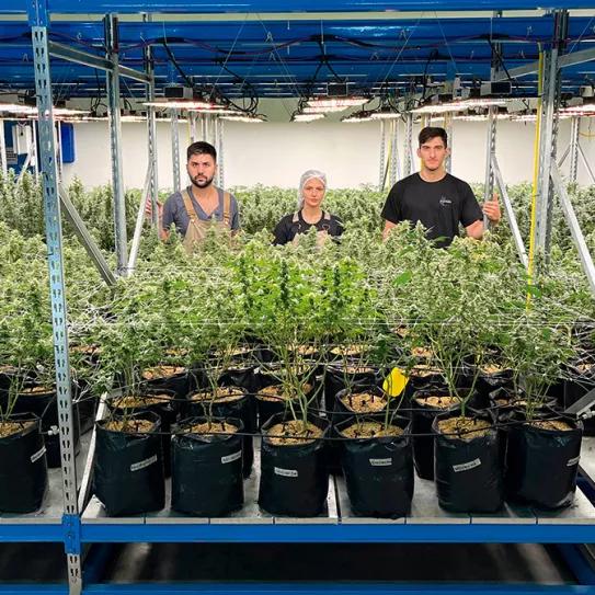 Argentina: tango, fútbol y mucha, mucha marihuana