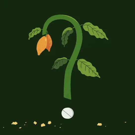 Ibogaína en el tratamiento del trastorno por uso de drogas 