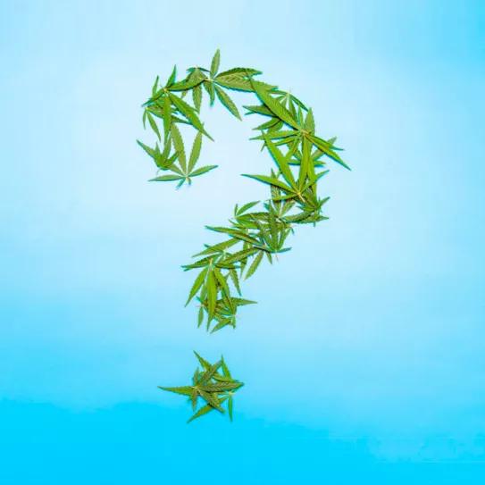 Se ha ido a pique la regulación del cannabis medicinal en España