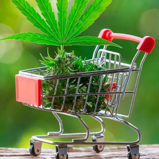 República Checa se dispone a defender la legalización ante el Tribunal Europeo de Justicia 