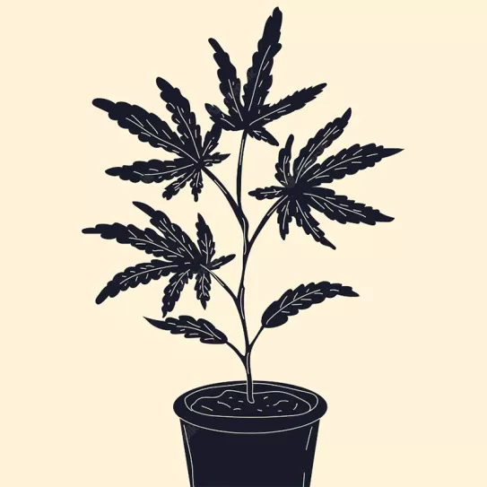 Trasplantar las autoflorecientes