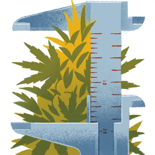 Cómo coger muestras de una plantación