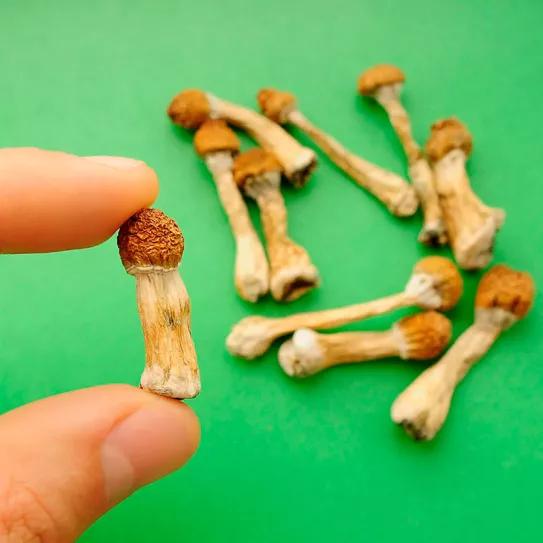 Australia pone en marcha las recetas de MDMA y psilocibina 