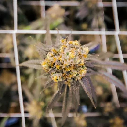 Planta sativa en proceso de floración