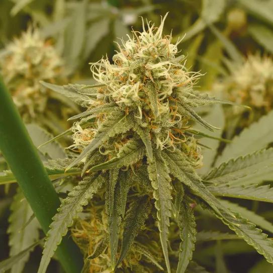 ¿Qué es el HHC y qué efectos tiene? El hexahidrocannabinol y su venta legal