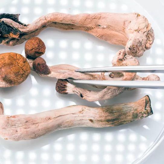 Berkeley, California, ordena a la policía que no persiga el uso de psicodélicos 