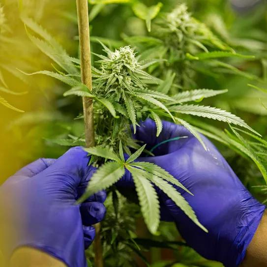 Albania legaliza la producción de cannabis medicinal e industrial