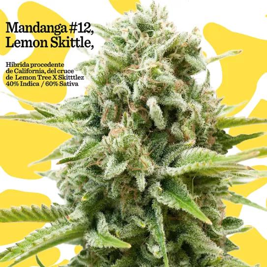 Mandanga presenta la cepa #12: Lemon Skittles