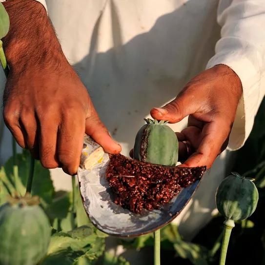 Políticos de la India piden legalizar la venta de opio  