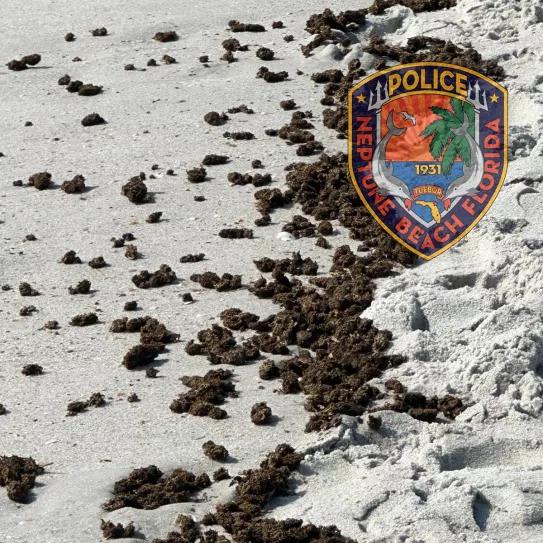 Este verano una playa de Florida amaneció cubierta de cogollos