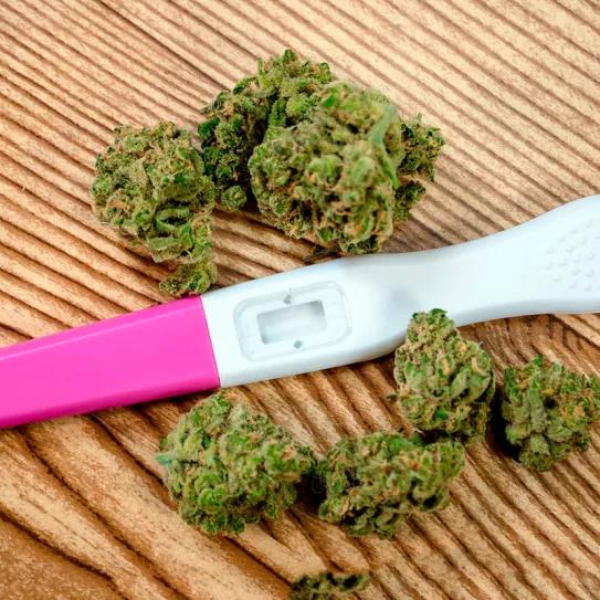 El cannabis medicinal es efectivo, pero también peligroso en adolescentes, jóvenes y embarazadas