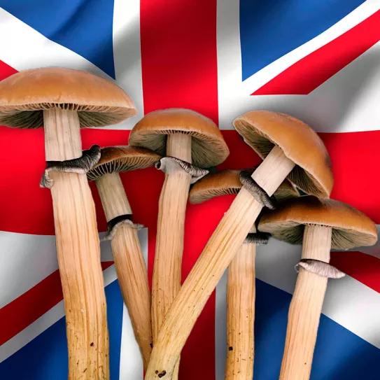 Un tercio de los británicos menores de 50 probaría la psilocibina como tratamiento