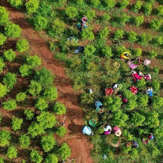 La producción de cocaína alcanza máximos históricos en Colombia