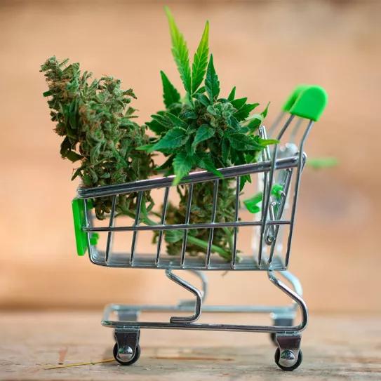 Nueva York permite la entrada de grandes empresas al cannabis dos años antes de lo prometido