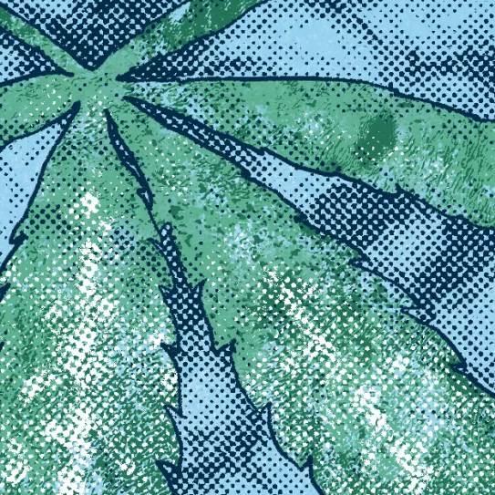 Plantas con manchas blancas 