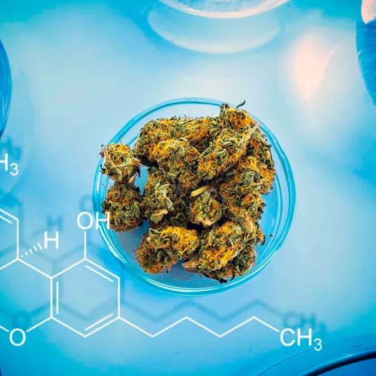 California advierte a los laboratorios para que no inflen el THC del cannabis que analizan