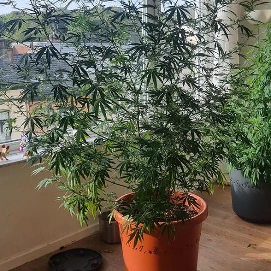 Un eurodiputado publica las fotos de su cultivo de cannabis 