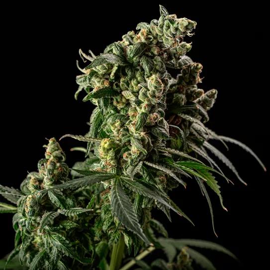 Cafe Racer Blimburn Seeds 