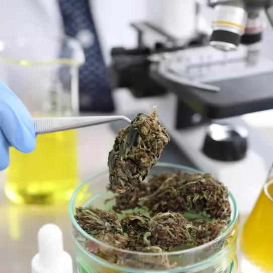 La DEA tiene menos cannabis ilegal para analizar conforme aumentan las legalizaciones