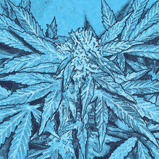 La primera autofloreciente 