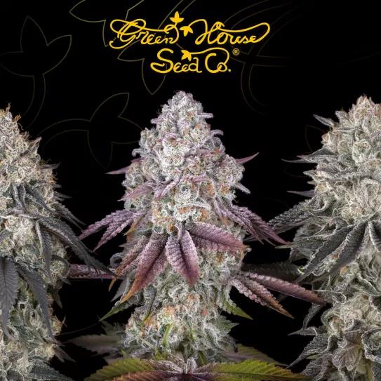 Razuberi y Black Toffee Auto: dos genéticas inéditas de Green House Seed