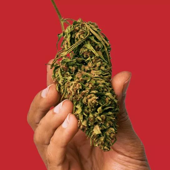 Marruecos cosecha las primeras plantaciones de cannabis legal 