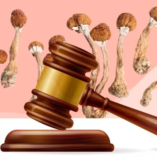 Un tribunal de EE UU ordena a la DEA que explique por qué no permite el uso de psilocibina en pacientes