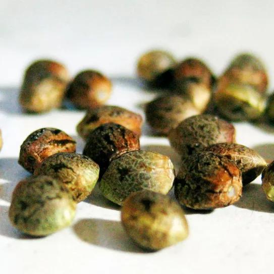 Condenan a un joven argentino por importar semillas de cannabis desde España