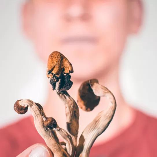 Inician la última fase de estudios con psilocibina para tratar la depresión 