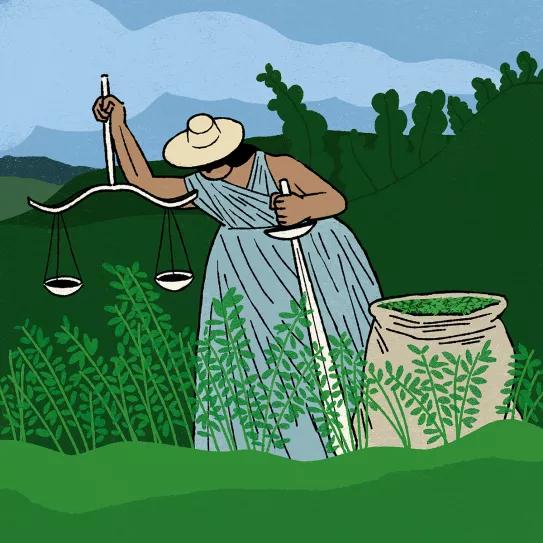 No es nuestra guerra Colombia debe legalizar la hoja de coca Martin Elfman