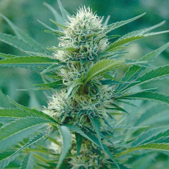 Los metales pesados en el cannabis 