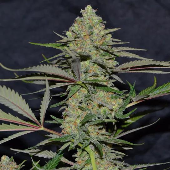 Critical Widow La viuda mandanguera Por Mandanga