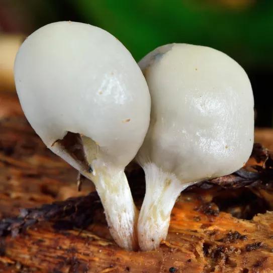 Nueva Zelanda autoriza el cultivo de hongos psilocybe autóctonos