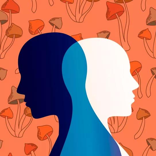 Un pequeño estudio analiza la seguridad de la psilocibina en personas con bipolaridad 
