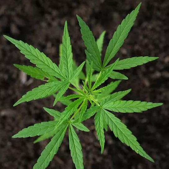 Argentina entrega las seis primeras licencia para producir cannabis legal 