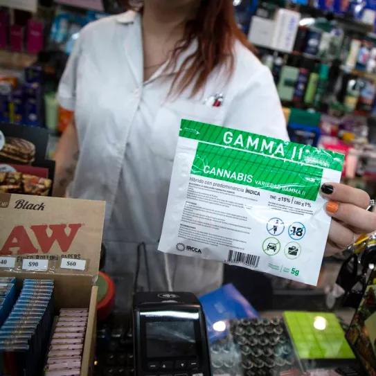 Uruguay: más de la mitad de los usuarios de cannabis acuden al mercado legal