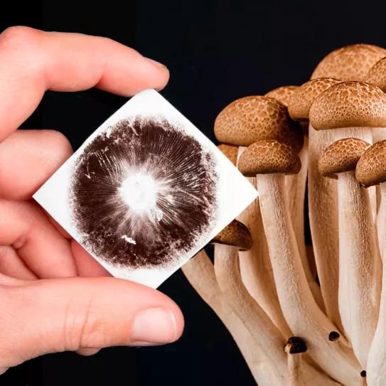 La DEA confirma que las esporas de hongos psicodélicos no son ilegales