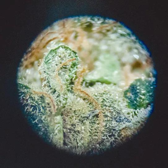 Allora: un laboratorio especializado en aromas y sabores